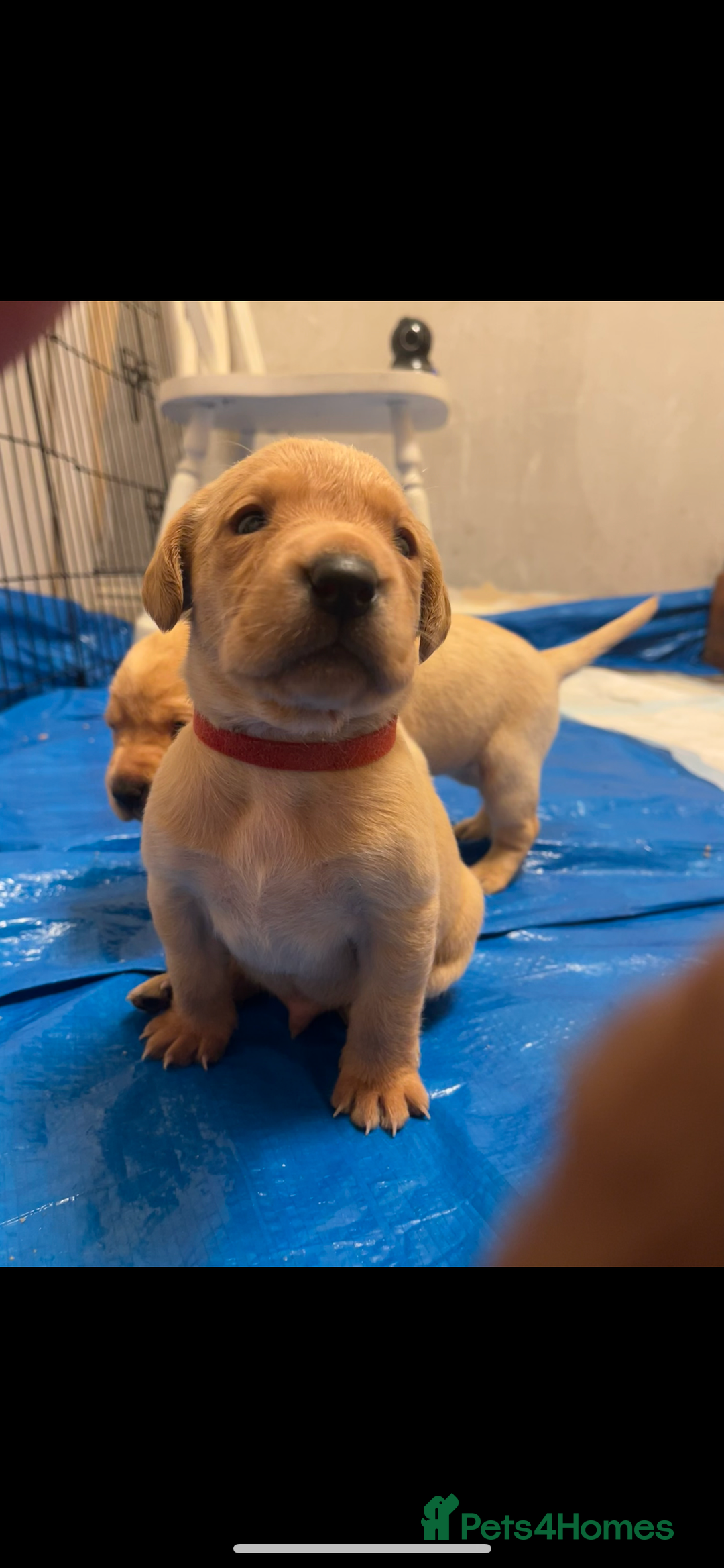 Labrador Retriever dogs for sale: KC Registered Fox Red and Yellow Labrador Puppies  - Advert 12