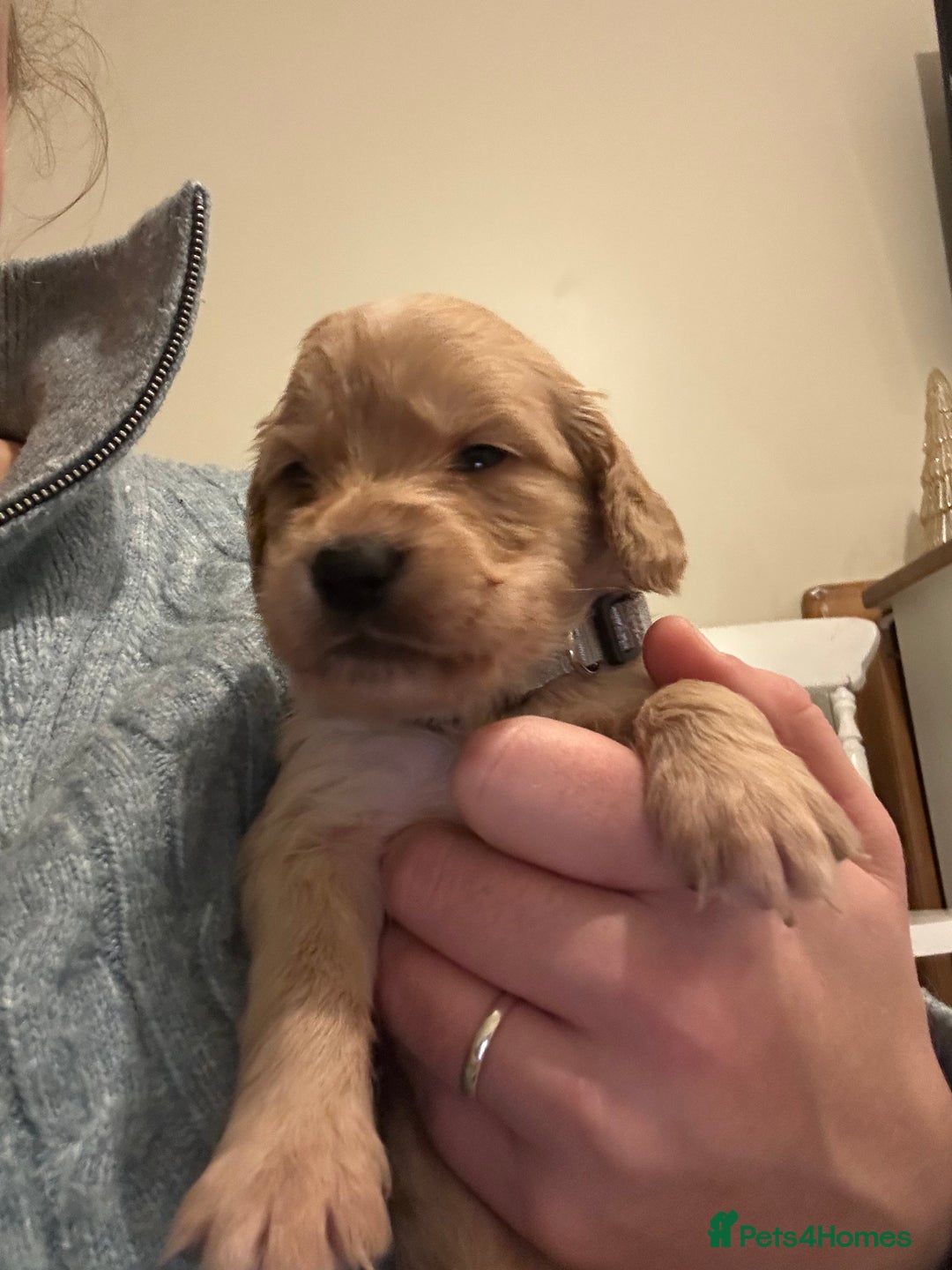 Mixed Breed dogs for sale: Golden Cocker Retriever Puppies  - Advert 10