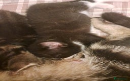 Mixed Breed cats for sale: Kittens for sale - Image 3