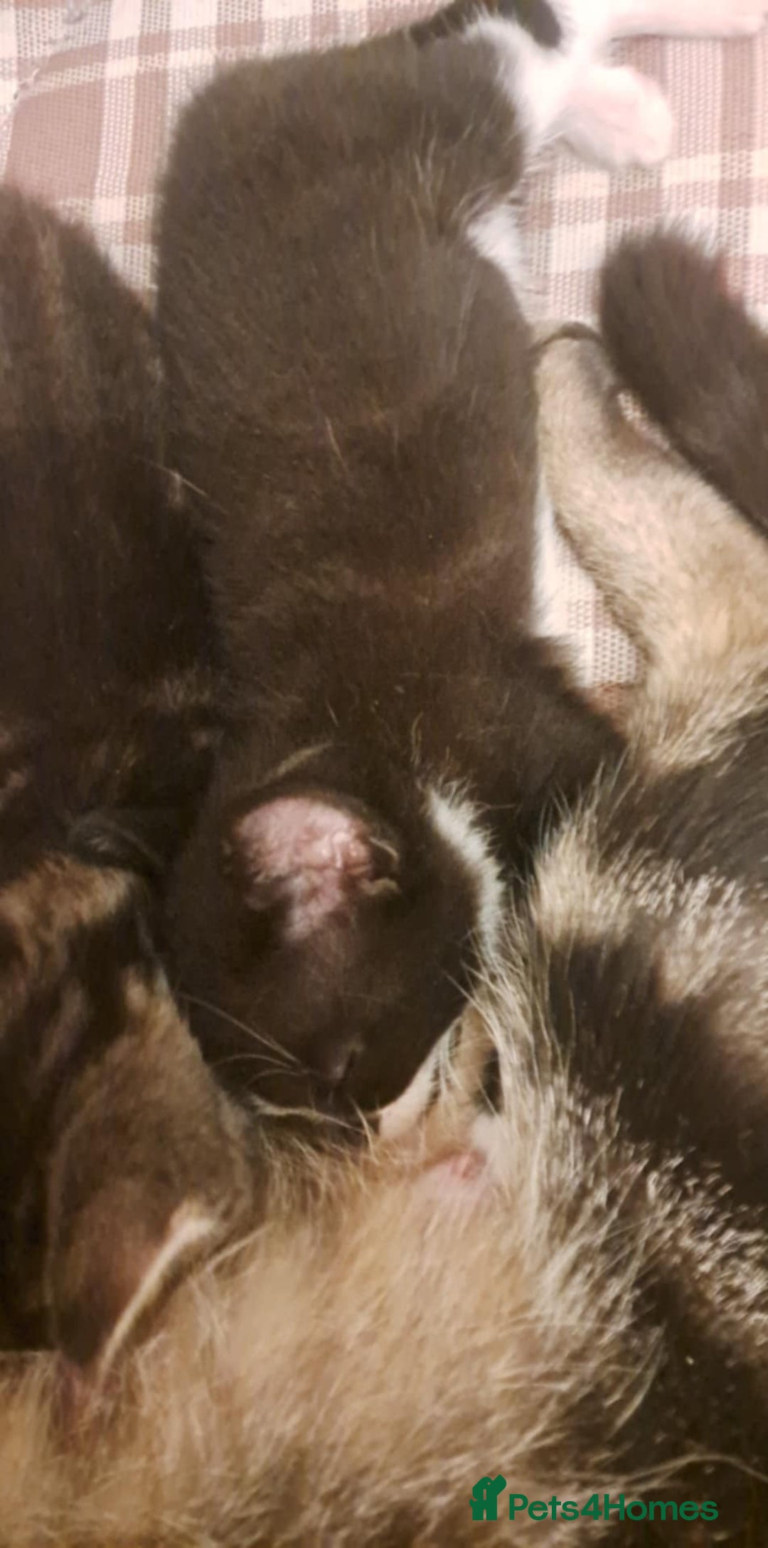 Mixed Breed cats for sale: Kittens for sale - Image 3