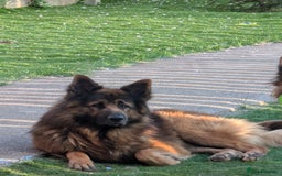 German Shepherd dogs for sale: German shepherd puppy's  - Image 7