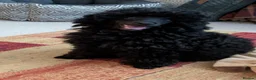 Toy Poodle dogs for sale: Toy poodle girl black 16 weeks old  - Advert 1