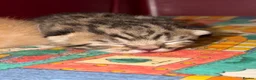 Mixed Breed cats for sale: X2 Male kittens (Ready from 15/08/26) in Buntingford - Advert 8
