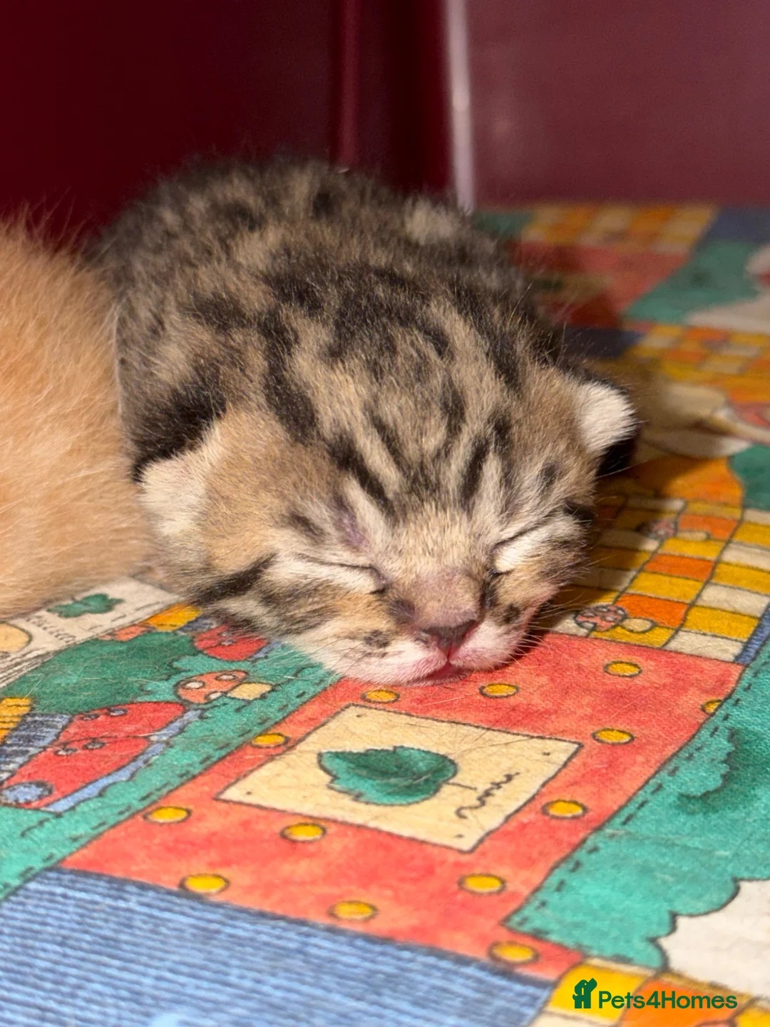 Mixed Breed cats for sale: X2 Male kittens (Ready from 15/08/26) in Buntingford - Advert 8