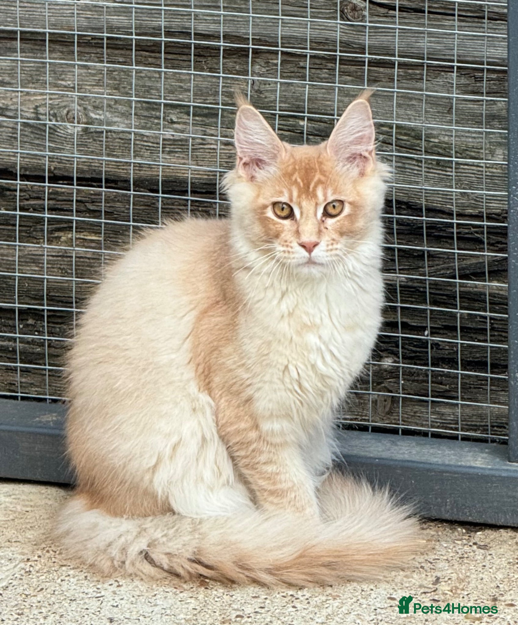 Maine Coon cats Reduced! XL quality TICA Maine Coon active possib  - Advert 1