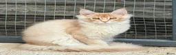 Maine Coon cats for sale: Reduced! XL quality TICA Maine Coon active possib  - Advert 3