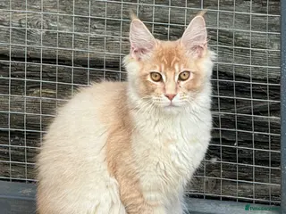 Maine Coon cats for sale: Reduced! XL quality TICA Maine Coon active possib - Advert 1