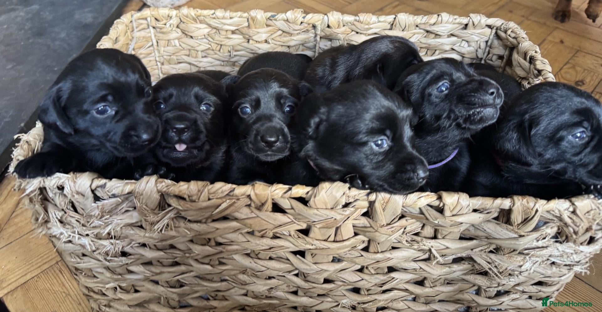 Mixed Breed dogs Breaking News: The impossible has happened. - Advert 18