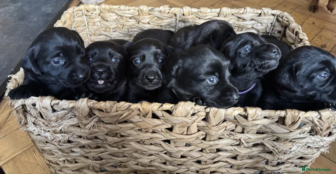 Mixed Breed dogs for sale: Breaking News: The impossible has happened. - Advert 1