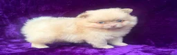 Pomeranian dogs for sale: Kc registered Pom babys ready now x - Advert 5