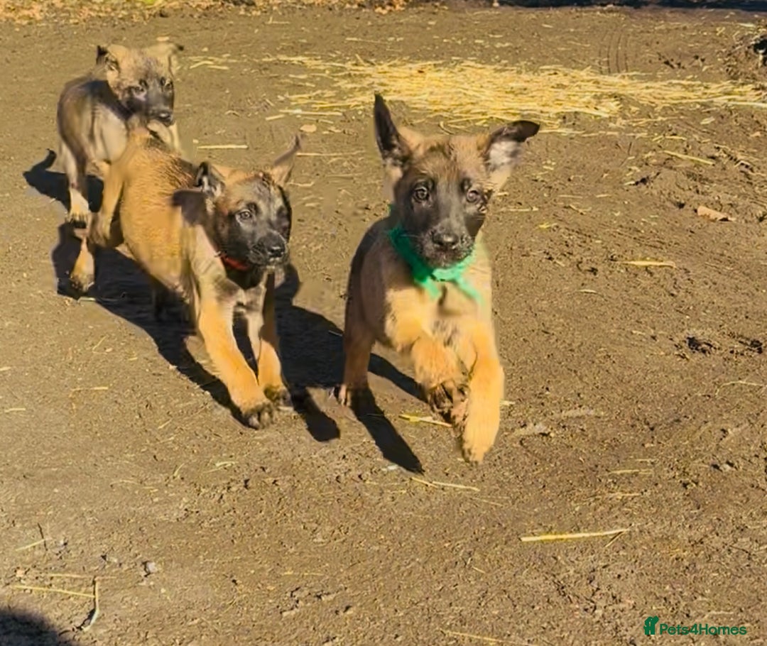 Belgian Shepherd Dog dogs for sale: Skye x Nines last litter ever! Now Reduced 2 left! - Advert 19