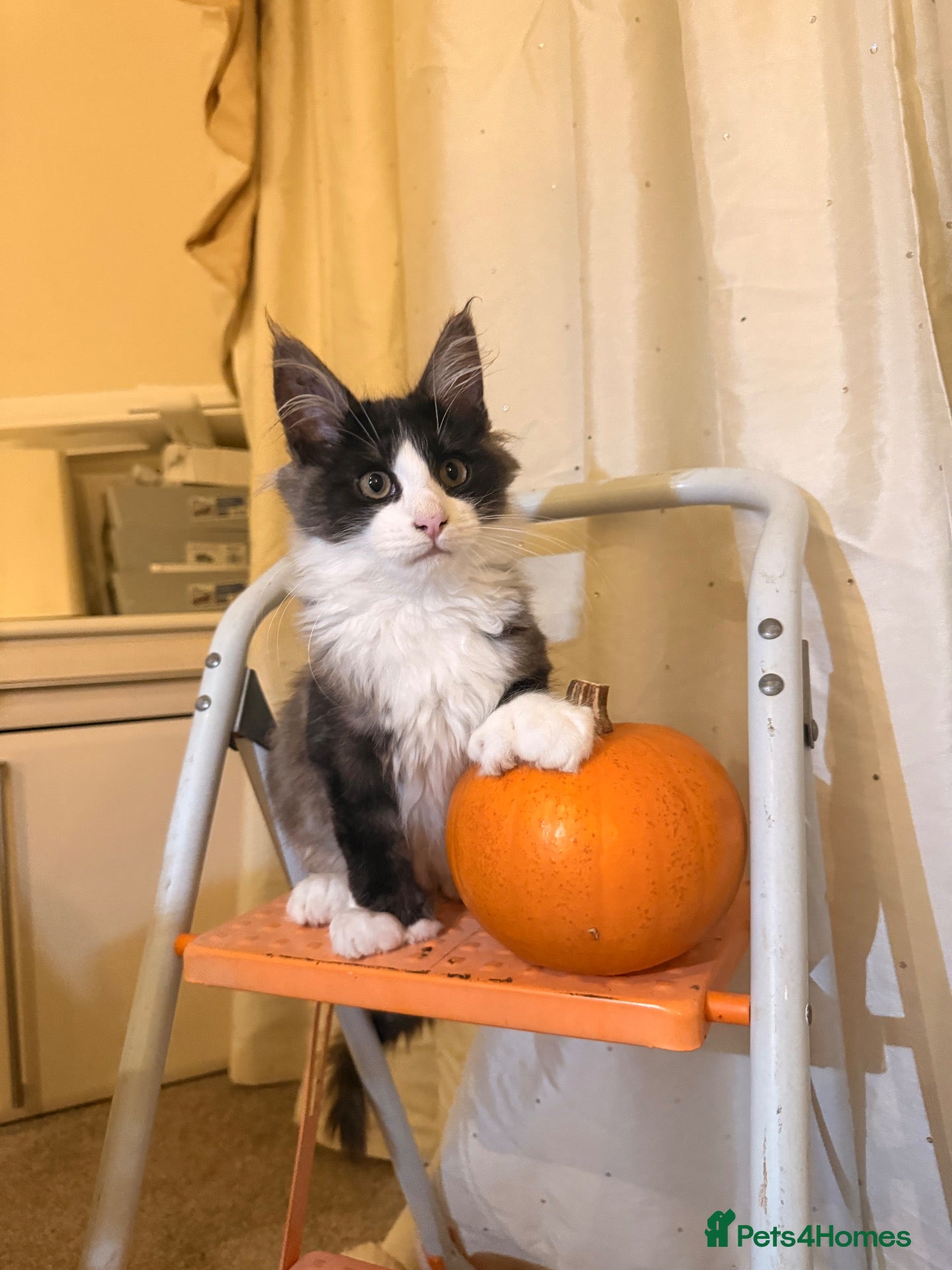 Maine Coon cats Maine coon polydactyl boy available on active  - Advert 16