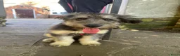 Mixed Breed dogs for adoption: Biona 🩷 in Boston - Advert 9