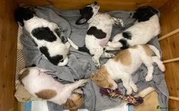 Jackapoo dogs for sale: @@GORGEOUS JACKAPOO PUPPIES@@ - Advert 9