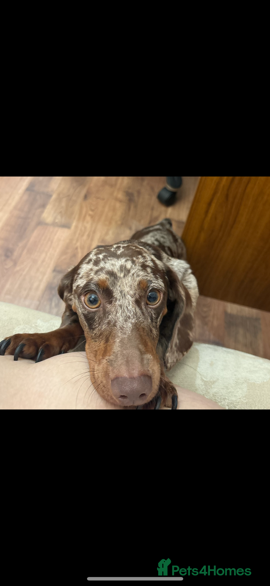 Dachshund dogs for sale: AD CURRENTLY ON HOLD  - Advert 7