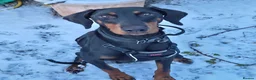 Dobermann dogs for sale: READY NOW - Last Boy Available  - Advert 4