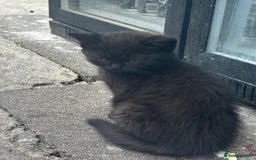 Mixed Breed cats for sale: 3 female kittens ready to go  - Image 12