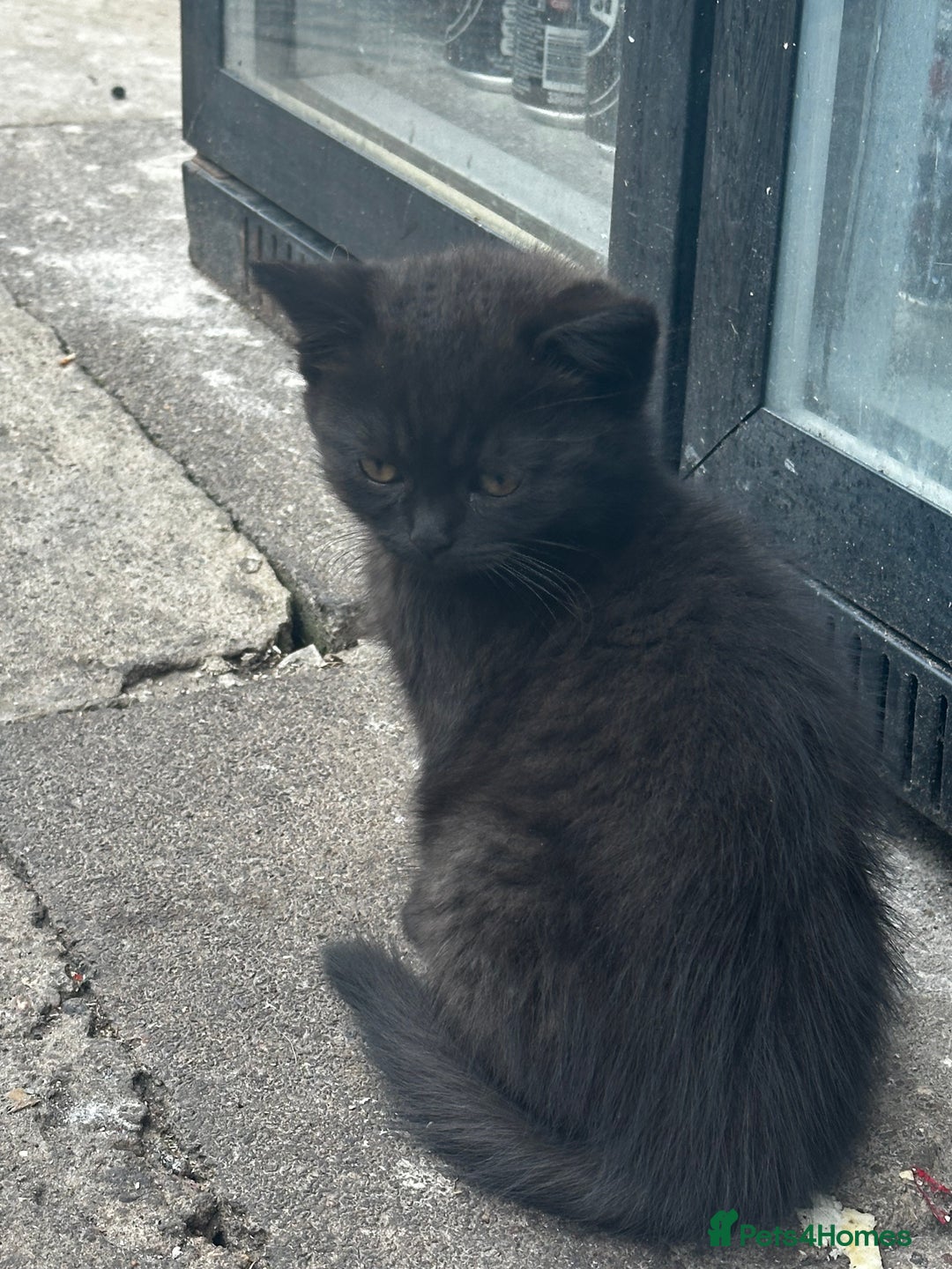 Mixed Breed cats for sale: 3 female kittens ready to go  - Image 12