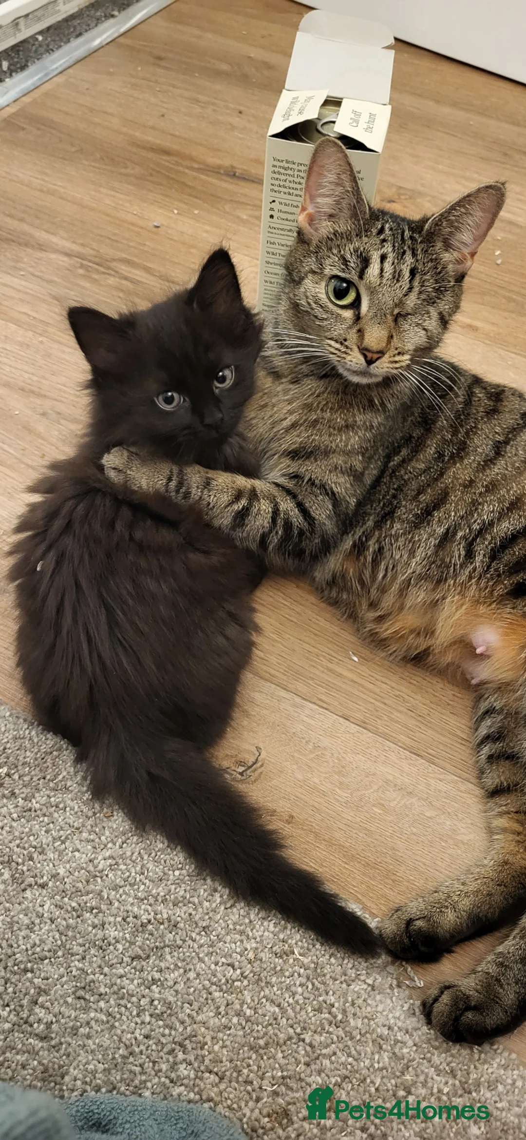 Mixed Breed cats for sale: Fluffy mixed kittens - Advert 1