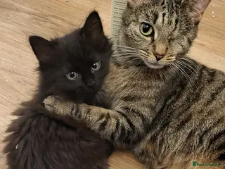 Mixed Breed cats for sale: Fluffy mixed kittens - Advert 1