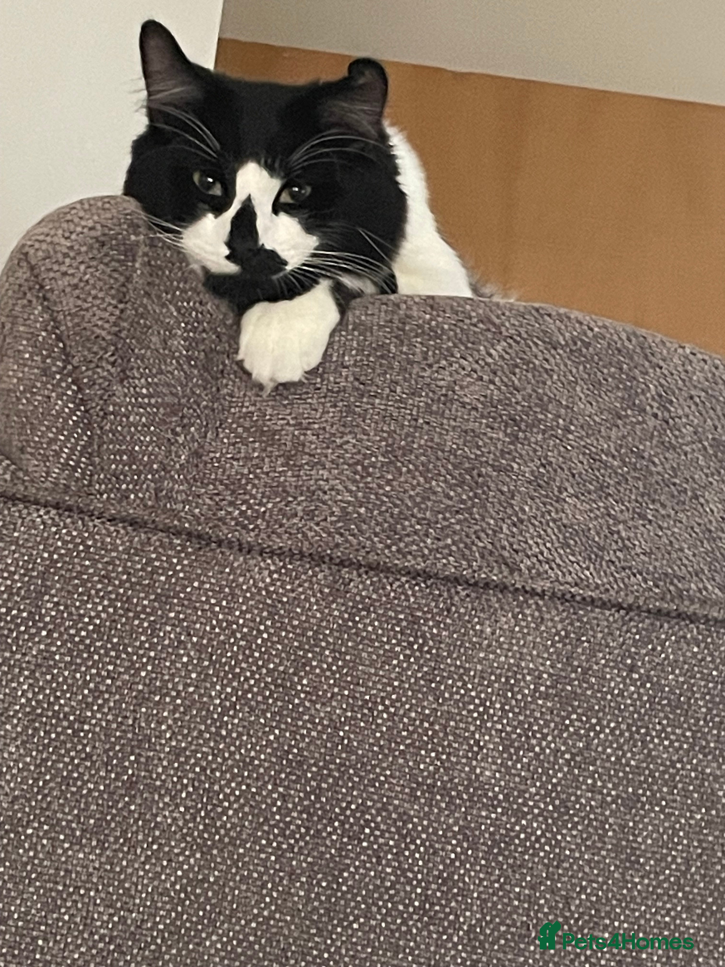 Turkish Angora cats Beautiful Turkish angora kitten  - Advert 3