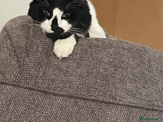 Turkish Angora cats Beautiful Turkish angora kitten - Advert 1