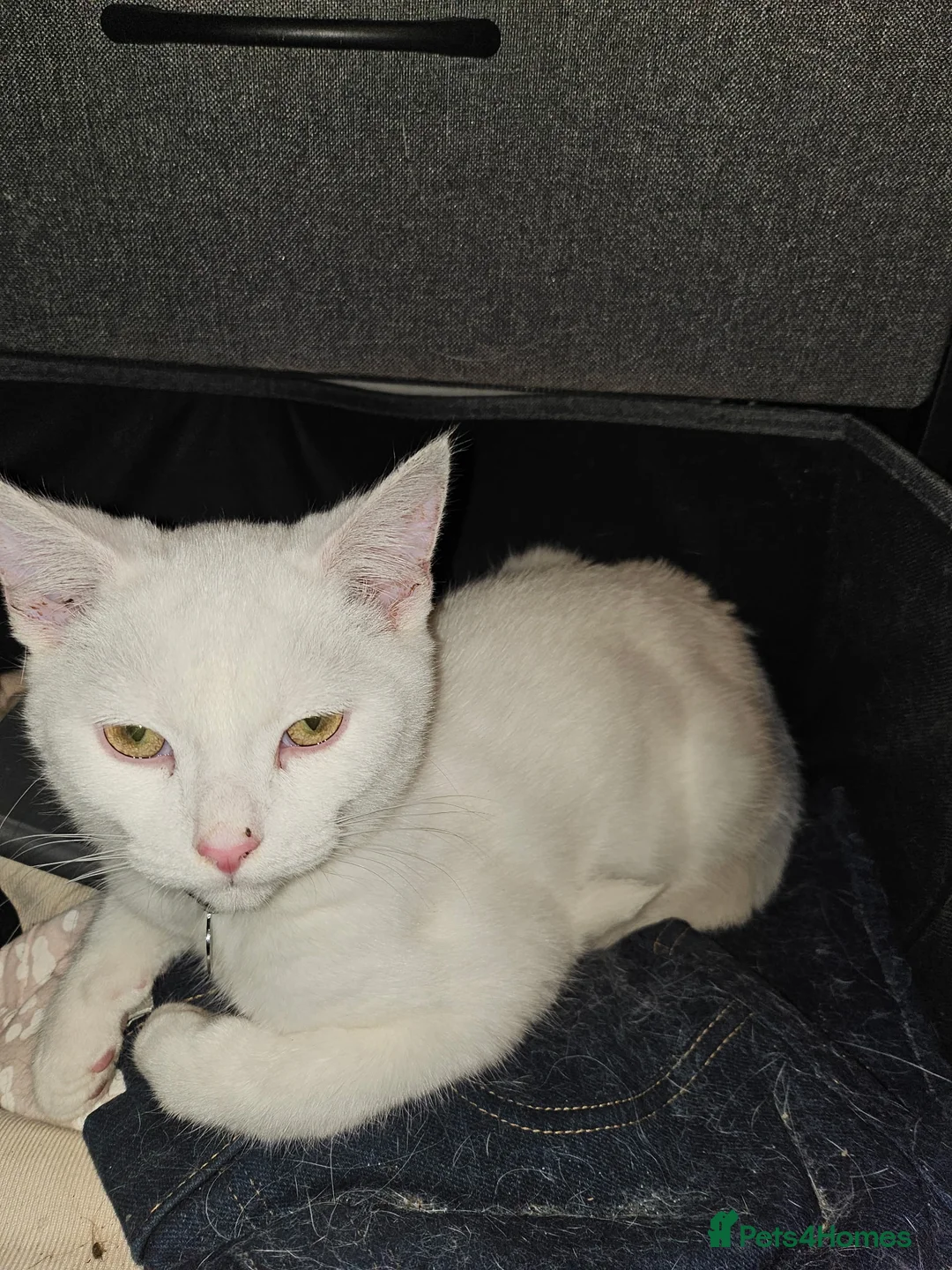 Mixed Breed cats for sale: 2 adult female cats and 1 male kitten in Maidenhead - Advert 2