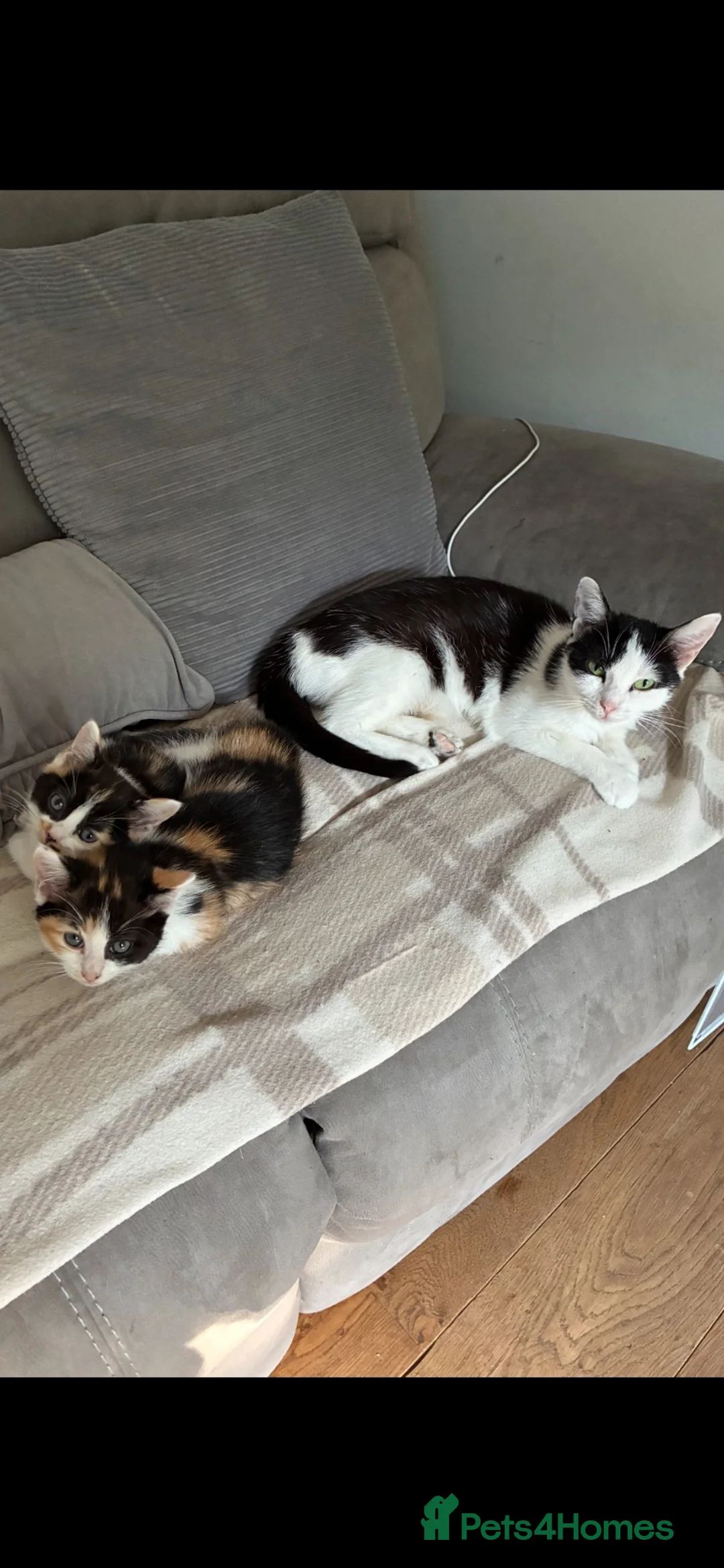 Ragdoll cats for sale: Ragdoll X kittens in Crawley - Advert 1