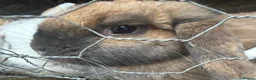 Mixed Breed rabbits for sale: 4 female rabbits  in Blyth - Advert 1