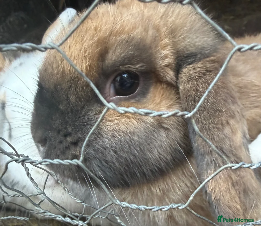 Mixed Breed rabbits for sale: 4 female rabbits  in Blyth - Advert 1