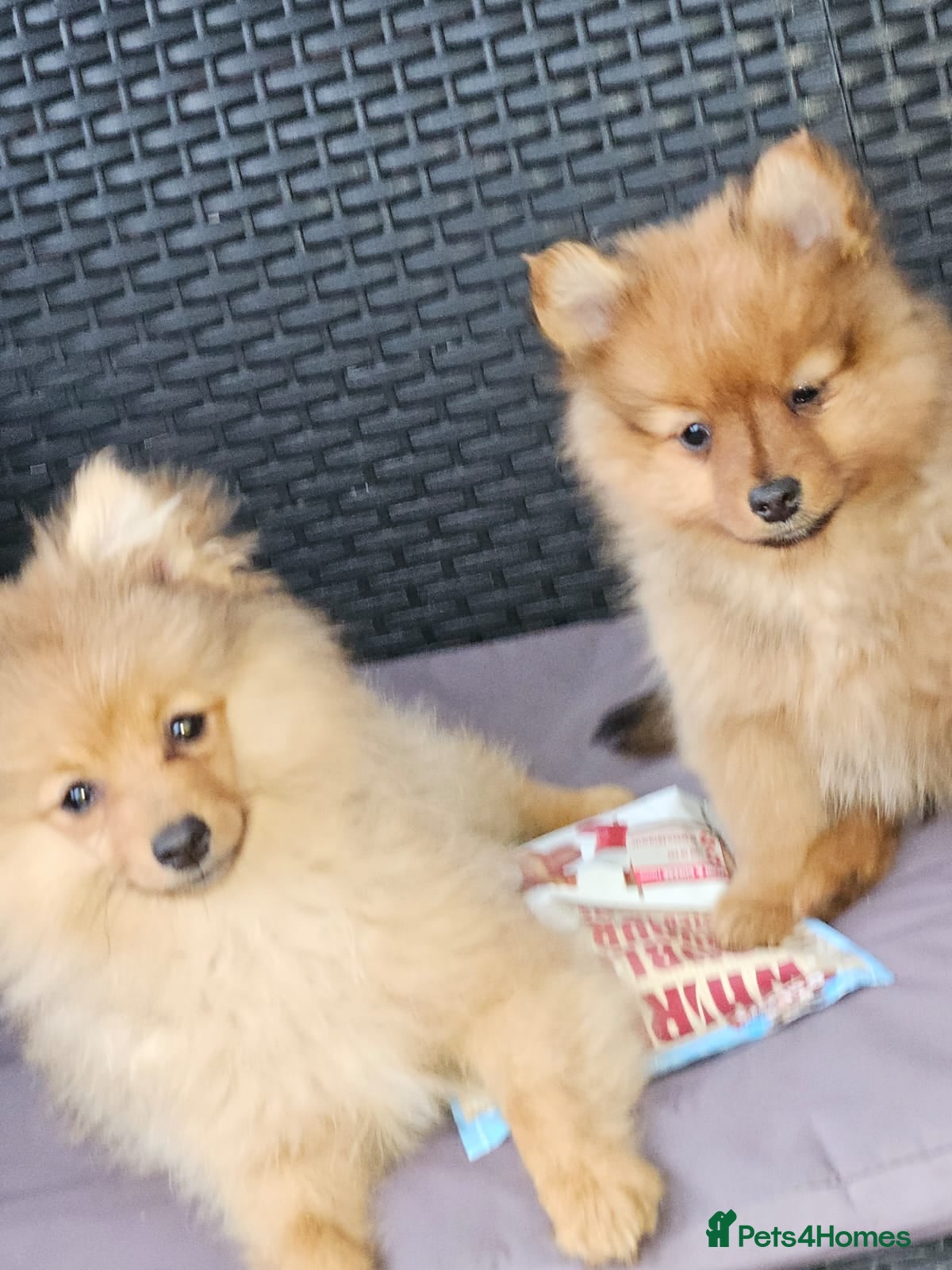 Pomeranian dogs 2 LEFT!! Purebred Cute fluffy Pomeranian Puppies! - Advert 1