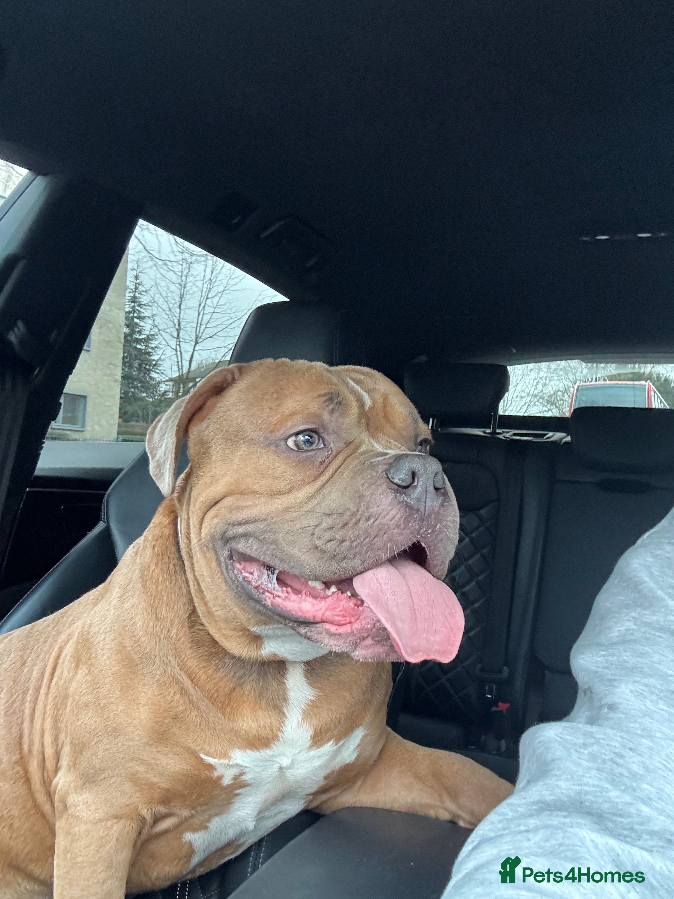 American Bully dogs Handsome Pocket Bully available to stud.  - Advert 1