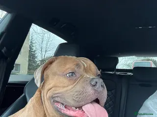 American Bully dogs Handsome Pocket Bully available to stud. - Advert 1