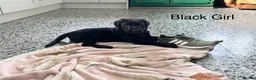 Labrador Retriever dogs for sale: Chunky Labrador Puppies - Advert 17