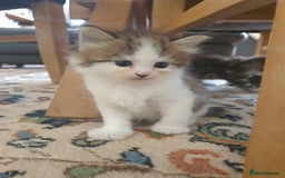 Siberian cats for sale: Pure gorgeous Siberian Kittens, Hypoallergenic - Image 31