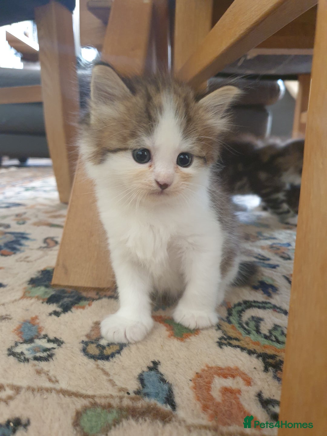 Siberian cats for sale: Pure gorgeous Siberian Kittens, Hypoallergenic - Image 31