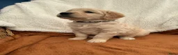 Golden Retriever dogs for sale: KC Registered Golden Retriever Puppies  in Tenterden - Advert 24