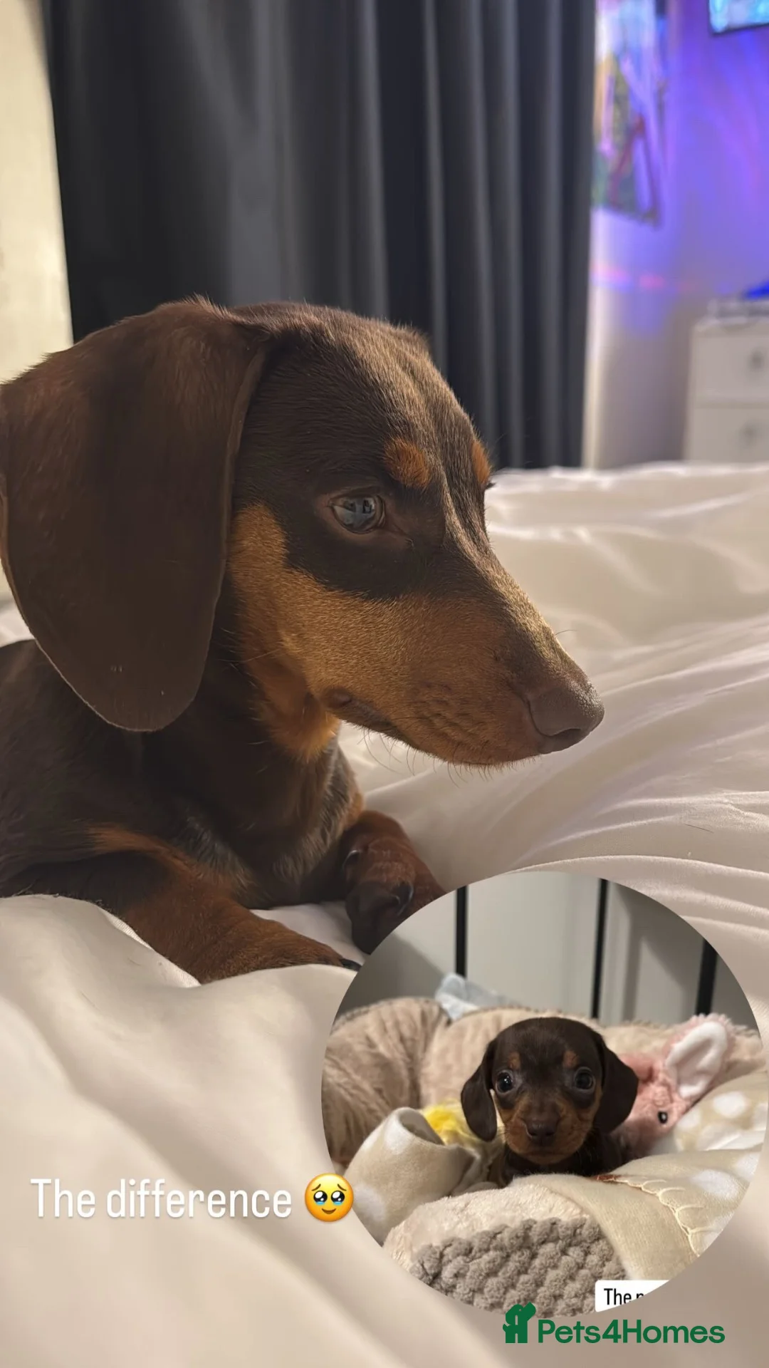 Dachshund dogs for sale: Winnie the dachshund  in Birmingham - Advert 6