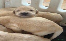 Golden Retriever dogs for sale: Golden retriever puppy Available 🐶🐾🦴  - Image 9