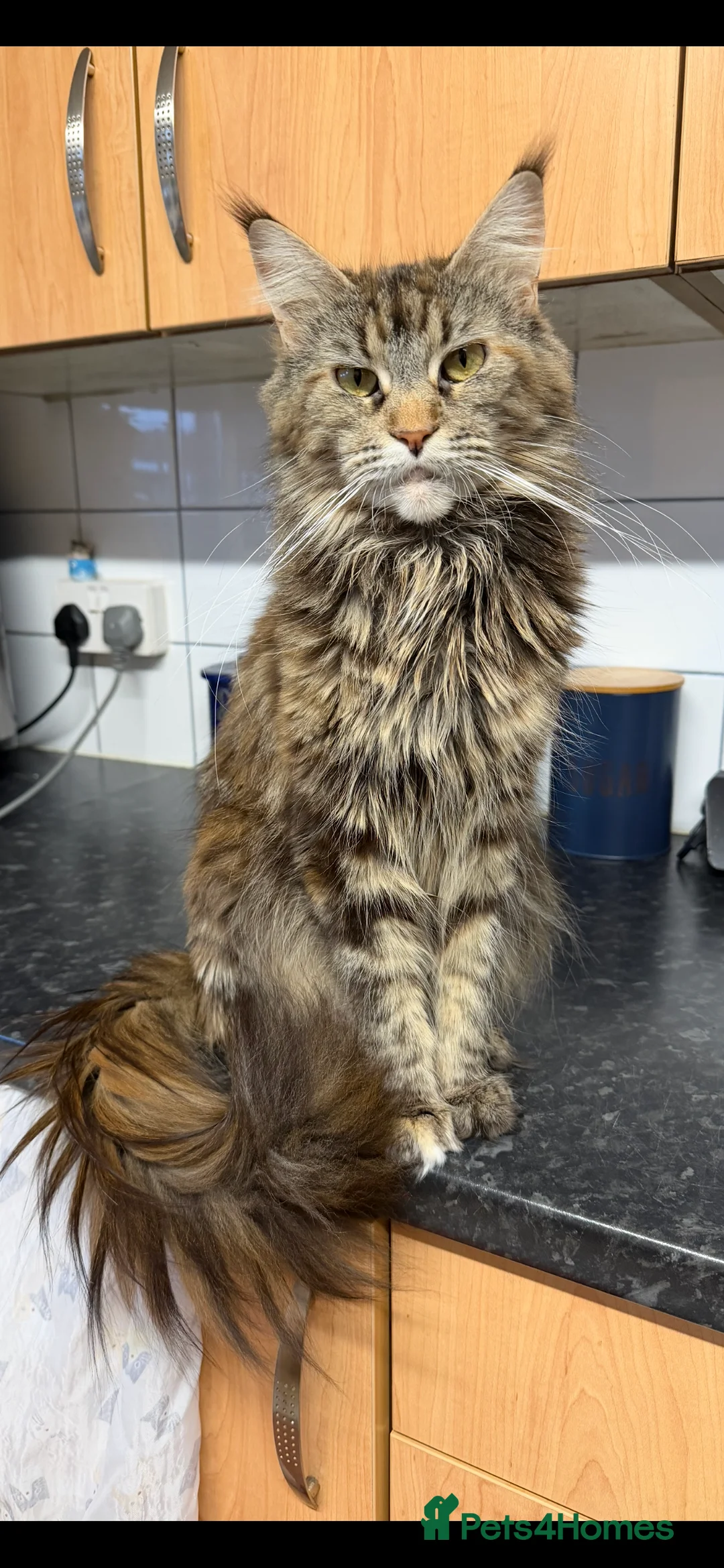 Maine Coon cats for sale: 5 Beautiful Mainecoon Kittens ❤️  - Advert 2