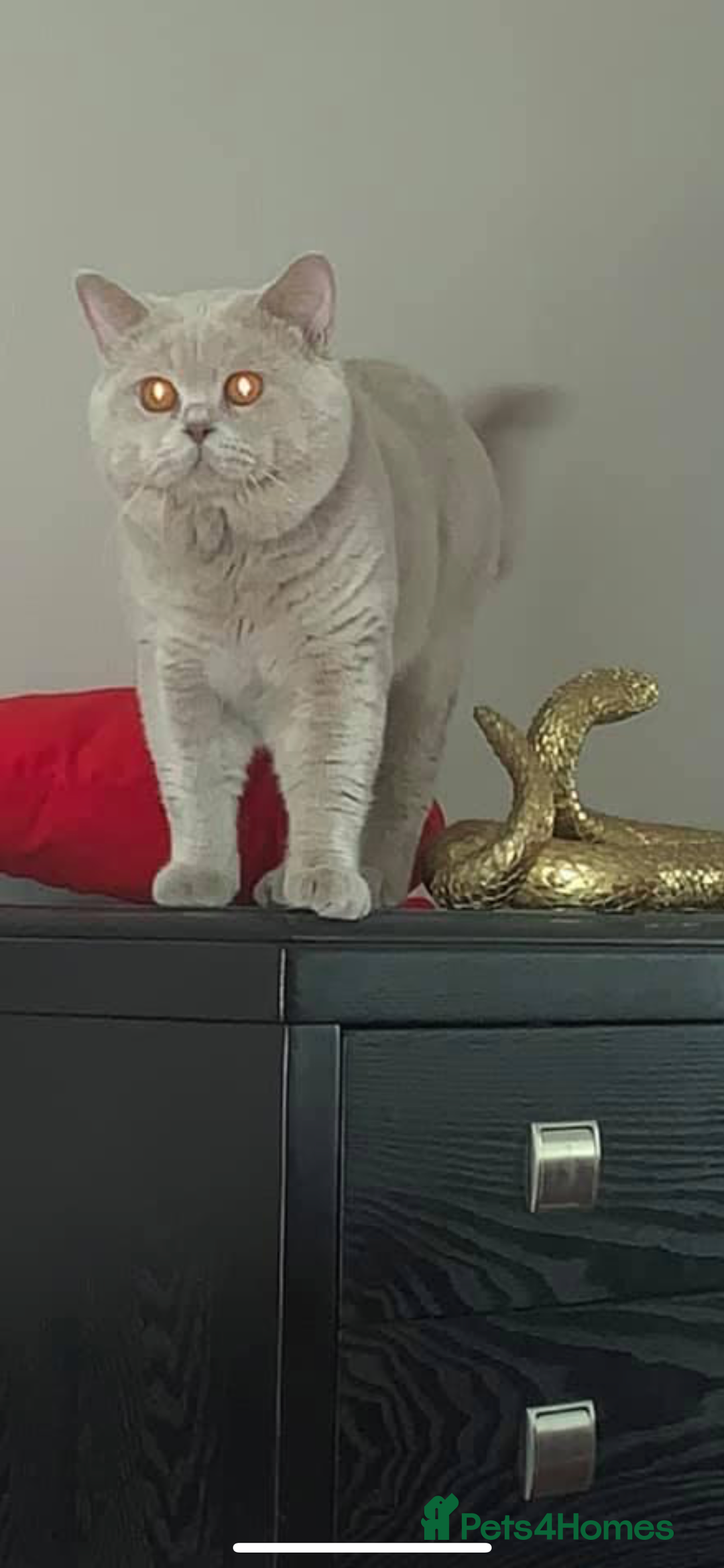 British Shorthair cats for stud: QUADRUPLE GRAND CHAMPION TICA in London - Advert 1