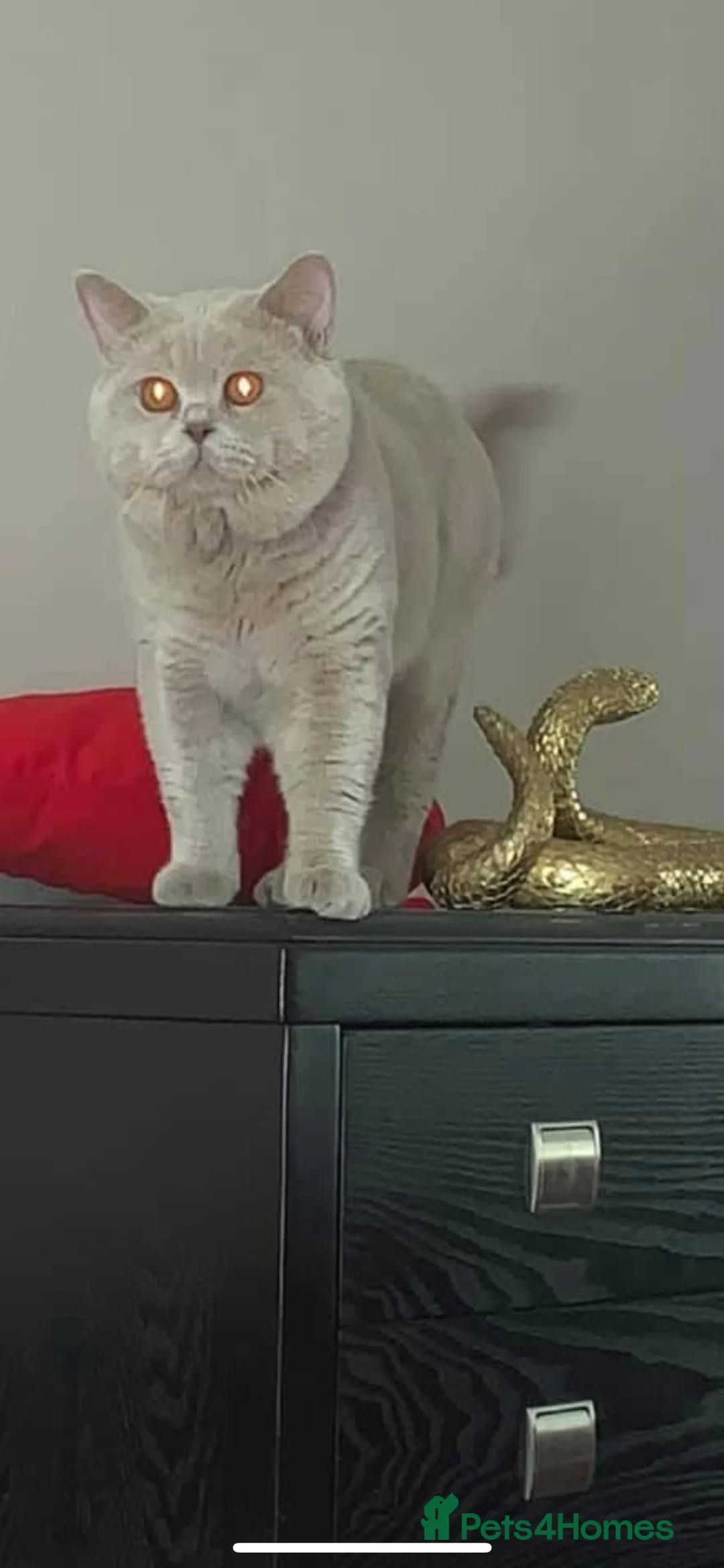 British Shorthair cats for stud: QUADRUPLE GRAND CHAMPION TICA in London - Advert 1