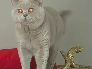 British Shorthair cats QUADRUPLE GRAND CHAMPION TICA in London - Advert 1