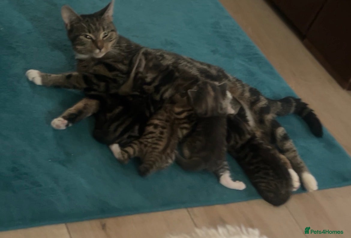 Mixed Breed cats Mixed bengal - Advert 2