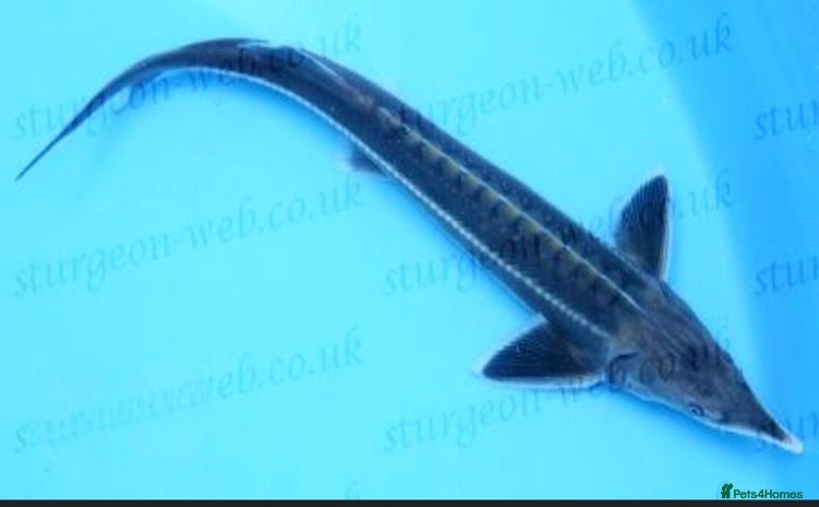 Pond Fish fish - Advert 1