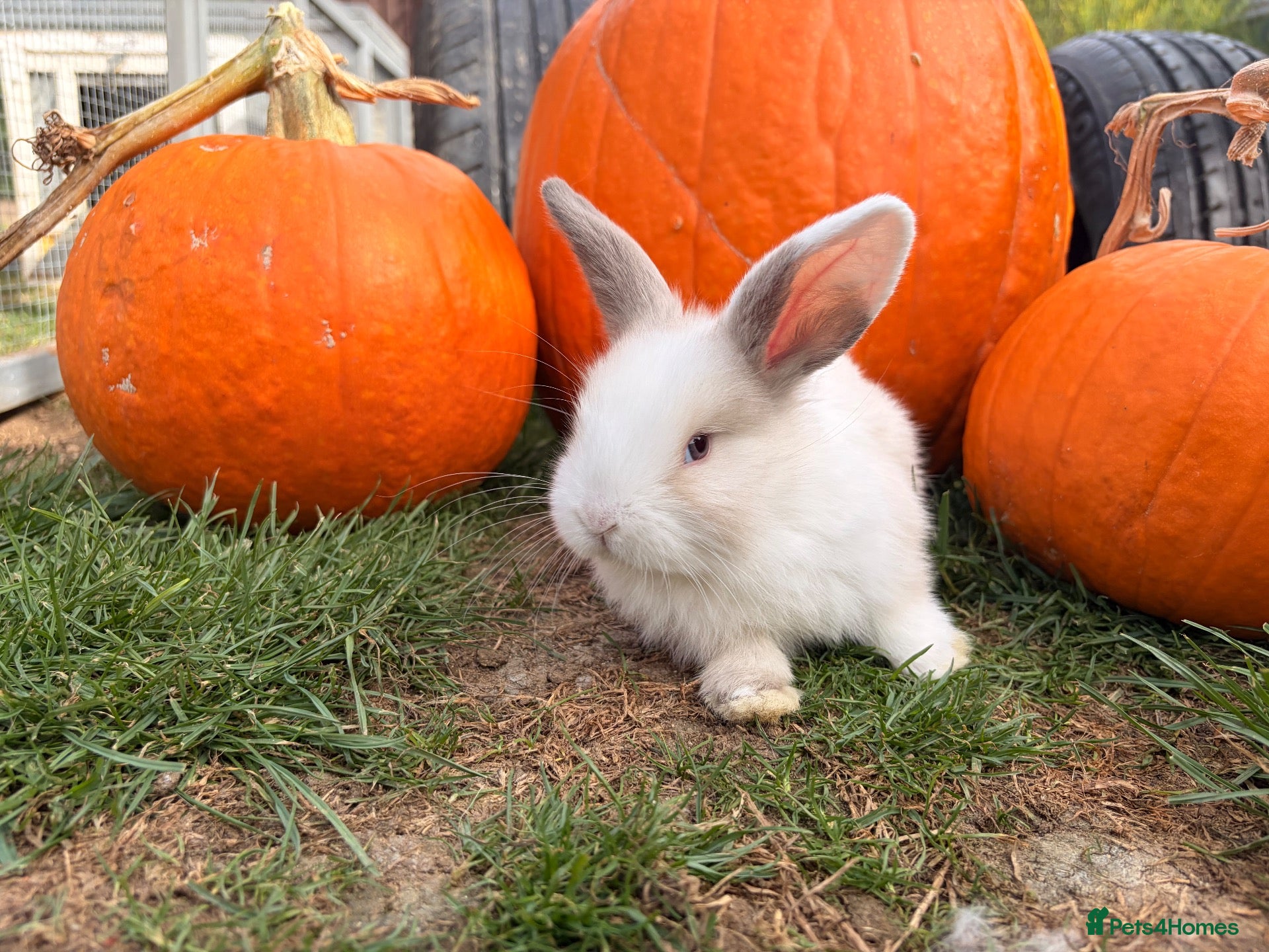 Mini Lop rabbits Mixed litter of adorable mini lops - Advert 2