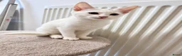 Mixed Breed cats for sale: Stunning litter- Khao Manee/Domestic Shorthair mix - Advert 6