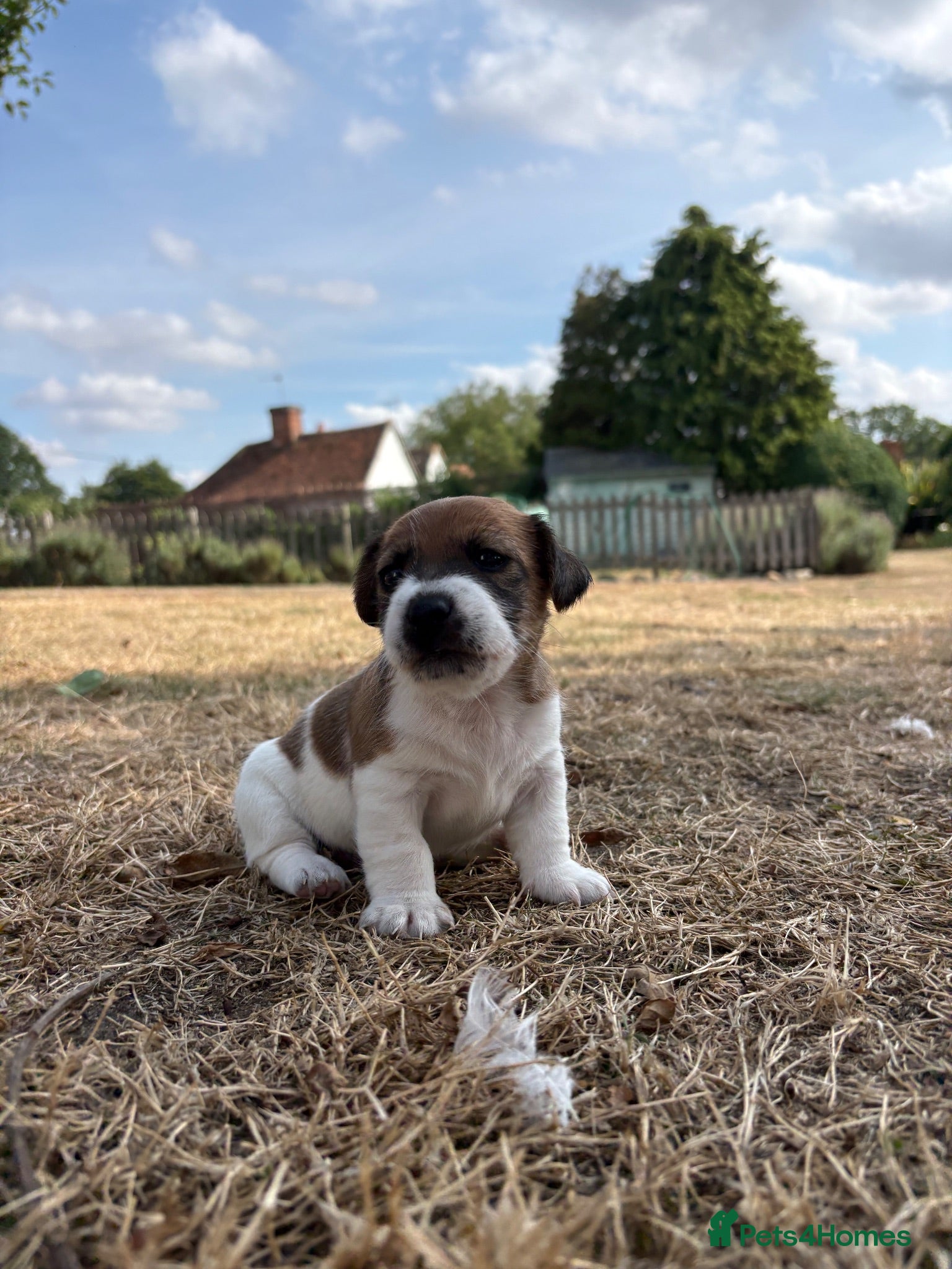 Jack Russell dogs Delightful Miniature Jack Russell Pups - Advert 1