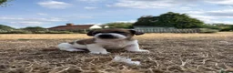 Jack Russell dogs for sale: Delightful Miniature Jack Russell Pups - Advert 13