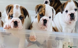 English Bulldog dogs for sale: English Bulldog Pups Standard Kc Reg - Image 18